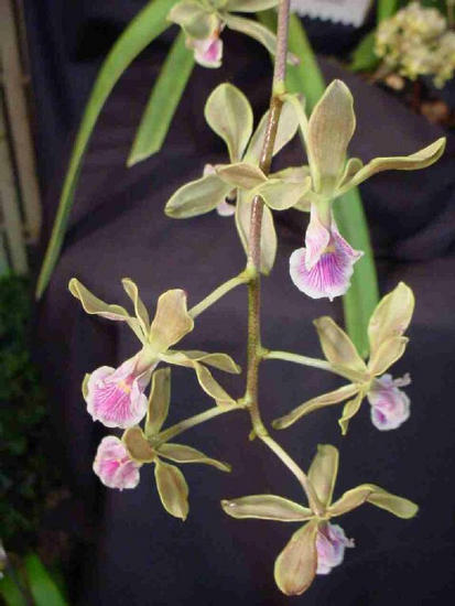 Encyclia expansa
