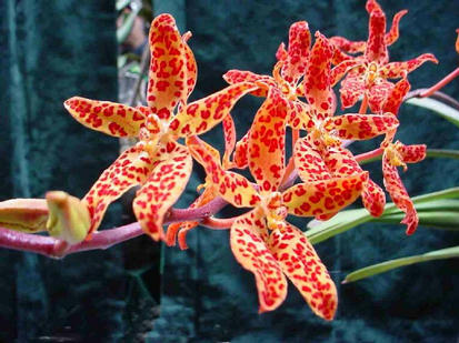 Ernestara 'fire storm'
