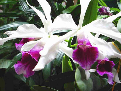 Laelia purpurata
