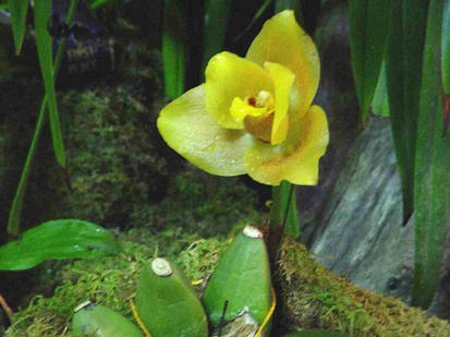 Lycaste golden emperor
