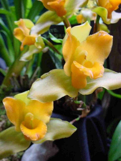 Lycaste bradeorum
