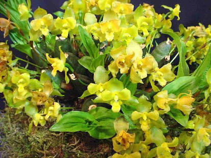 Lycaste campbellii
