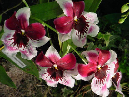 Miltonia leonard karl goelting
