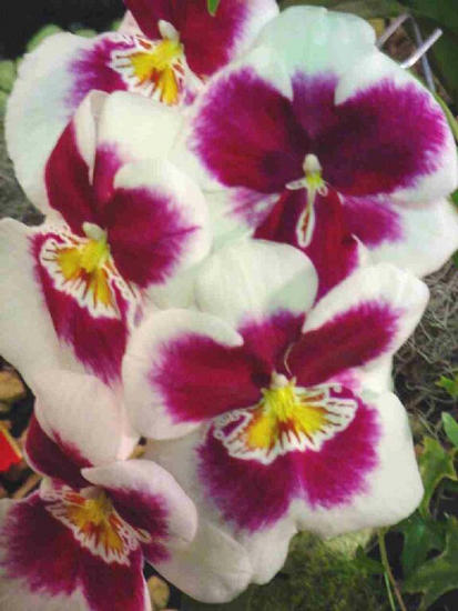 Miltonia yuko hatsui
