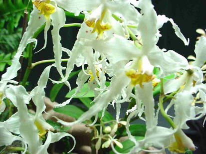 Odontoglossum cirrhossum
