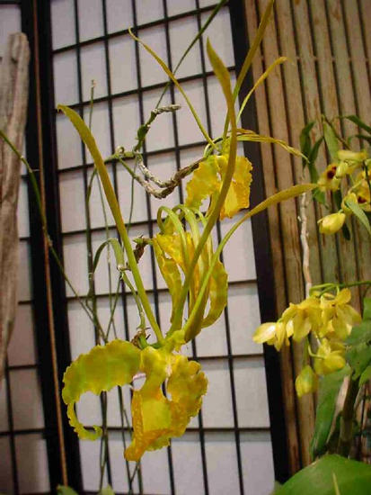 Oncidium papilio
