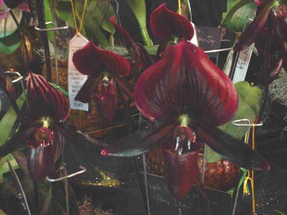 Paphiopedilum vodoo magic
