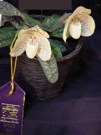 Paphiopedilum wellesleyanum
