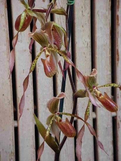 Paphiopedilum kolopakingii var lowii
