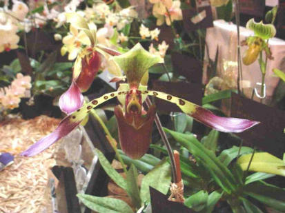 Paphiopedilum lobii
