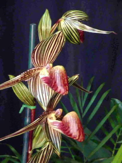 Paphiopedilum rotschildianum 
