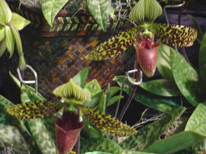 Paphiopedilum sukhakulii
