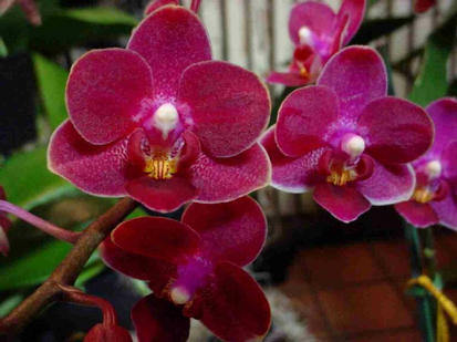 Phalaenopsis bez nazwy
