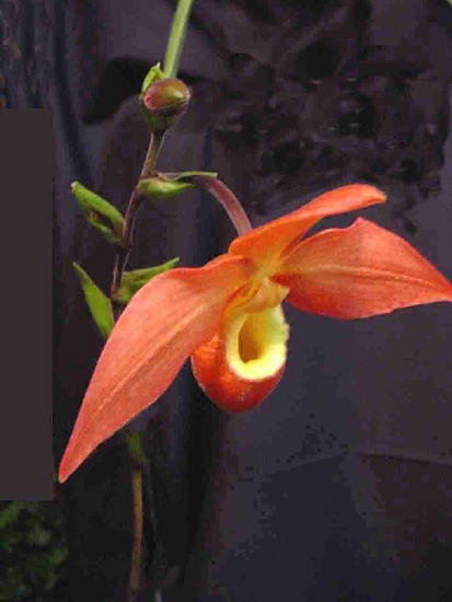 Phragmipedium den  wimber
