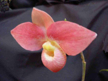 Phragmipedium hanna popov
