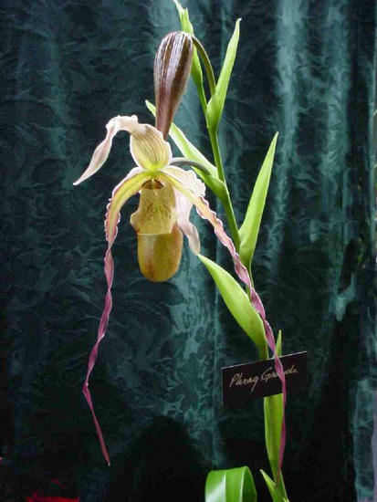 Phragmipedium grande
