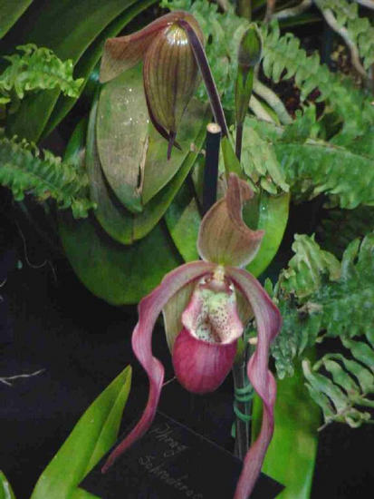Phragmipedium schroederae
