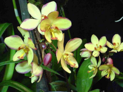 Sarcochilus nuuann gold
