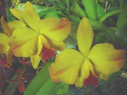 Sophrolaeliocattleya hazel boyd 
