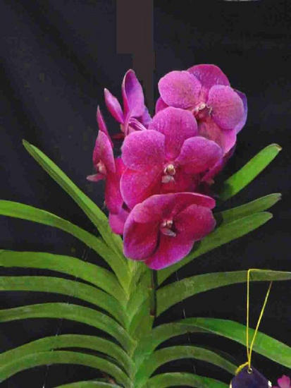 Vanda robert's delight
