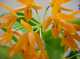 Cattleya aurantiaca 'medium orange'
