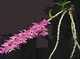 Dendrobium nestor

