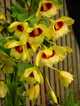 Dendrobium zolton 'sunray'
