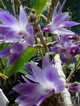 Dendrobium victoria-reginae
