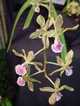 Encyclia expansa
