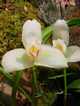 Lycaste hamana cherry
