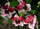 Miltonia leonard karl goelting
