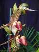 Paphiopedilum rotschildianum 
