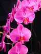 Phalaenopsis rosamond collins
