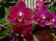 Phalaenopsis bez nazwy
