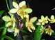 Sarcochilus nuuann gold
