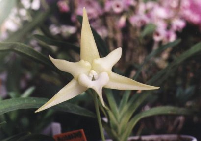 Angraecum sesquipedale