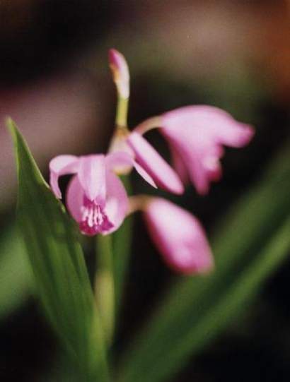 BLETILLA STRIATA