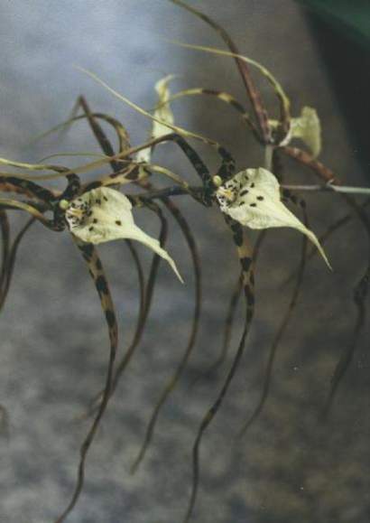 BRASSIA CAUDATA