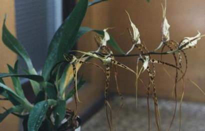 BRASSIA CAUDATA