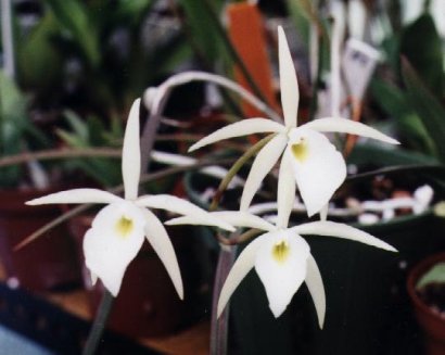 Brassavola perinii