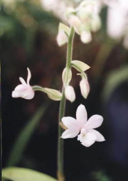 CALANTHE VESTITA