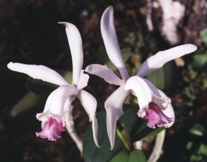 CATTLEYA INTERMEDIA AMETHYSTINA