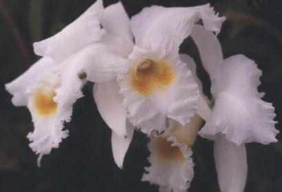 CATTLEYA 