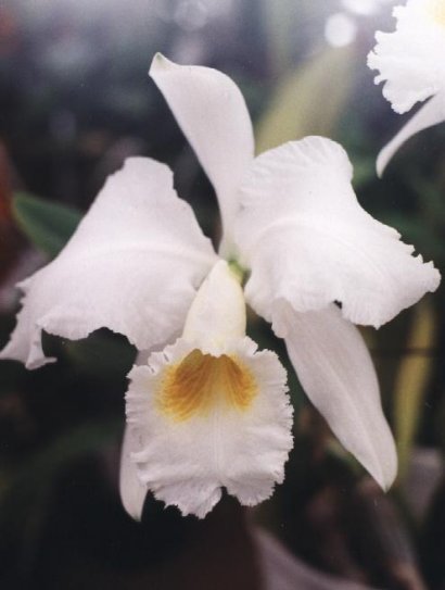 CATTLEYA 