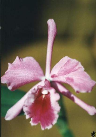 CATTLEYA