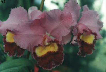 CATTLEYA