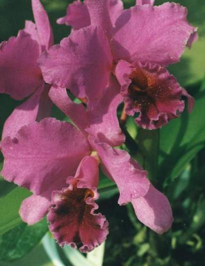 CATTLEYA
