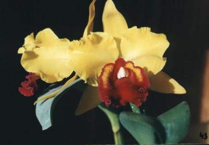 CATTLEYA GOLDEN JOY