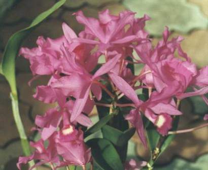 CATTLEYA SKINNERII