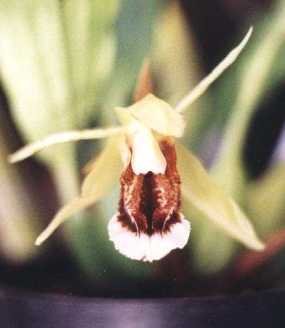 COELOGYNE COCHLEATA